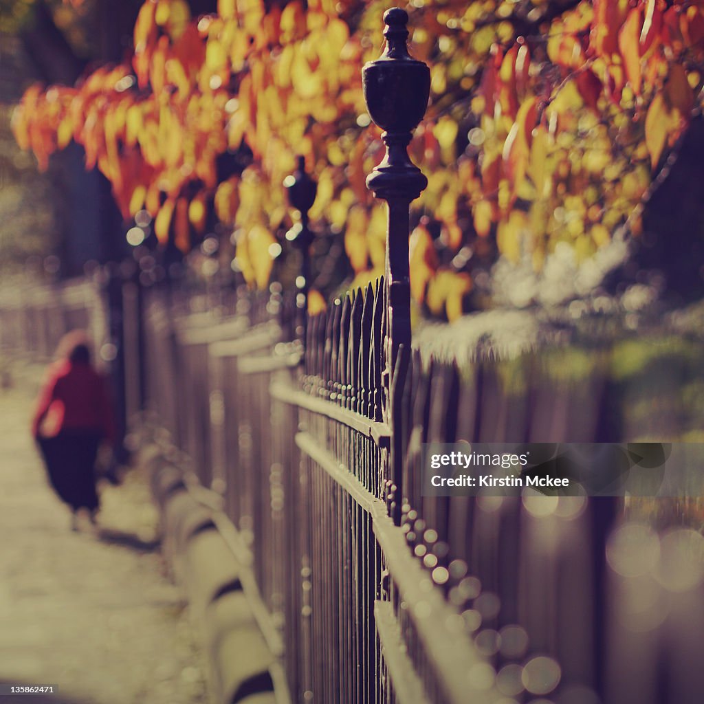 Fence and golden leaves