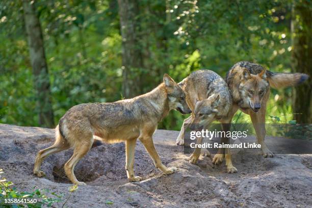 wolf, canis lupus - drei tiere stock-fotos und bilder