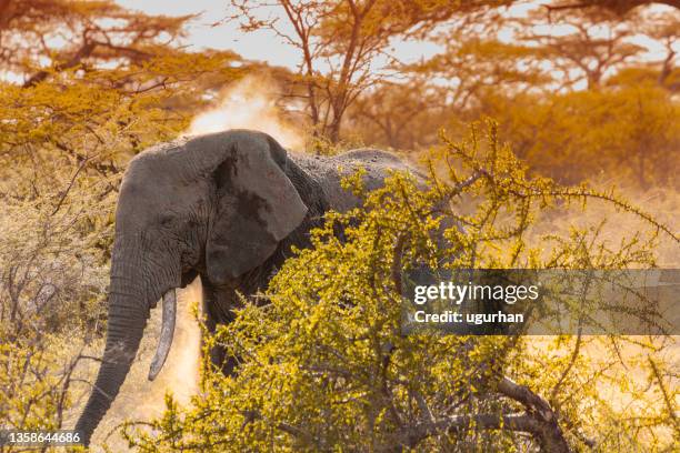 elephant - african elephants sunset stock pictures, royalty-free photos & images