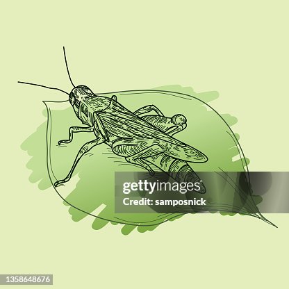 Grasshopper on Leaf Grasshopper on Leaf