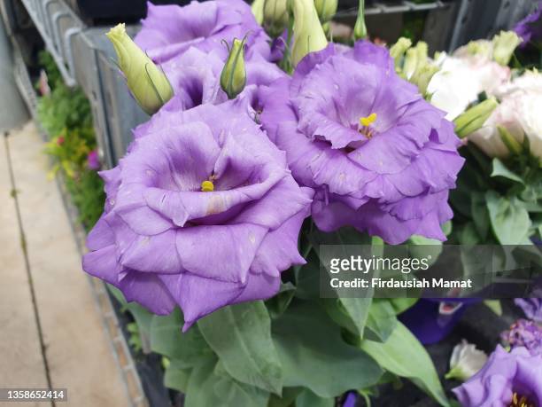 purple, lilac eustoma, commonly known as lisianthus or prairie gentian in bloom - lisianthus stock pictures, royalty-free photos & images