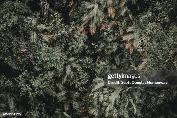 5,374 Rainforest Canopy Stock Photos, High-Res Pictures, and Images