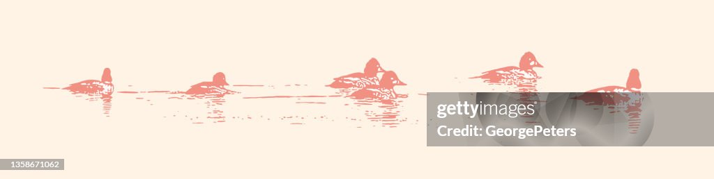 Bufflehead ducks swimming