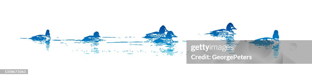 Bufflehead ducks swimming