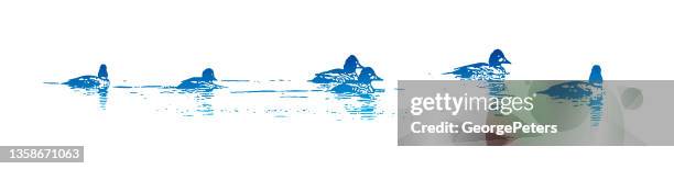 bufflehead ducks swimming - bufflehead duck stock illustrations