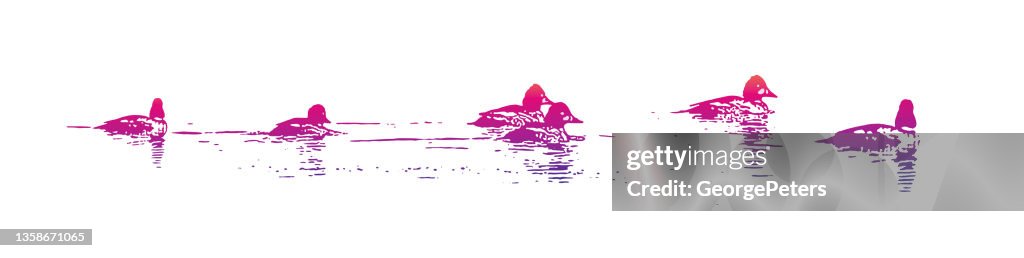 Bufflehead ducks swimming