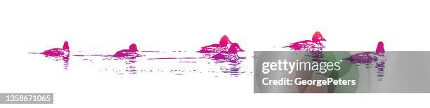 bufflehead ducks swimming - bufflehead duck stock illustrations