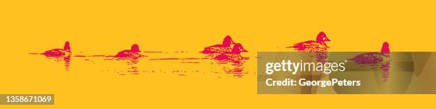 bufflehead ducks swimming - bufflehead duck stock illustrations