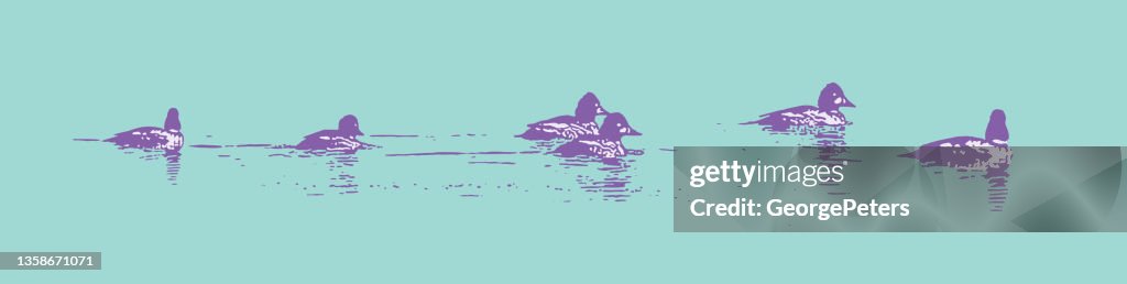 Bufflehead ducks swimming
