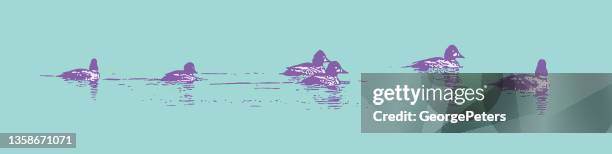 bufflehead ducks swimming - bufflehead duck stock illustrations