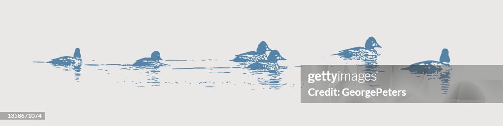 Bufflehead ducks swimming