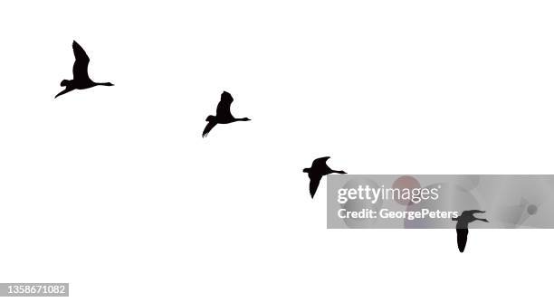 canada geese flying in v-formation - swan vector stock illustrations