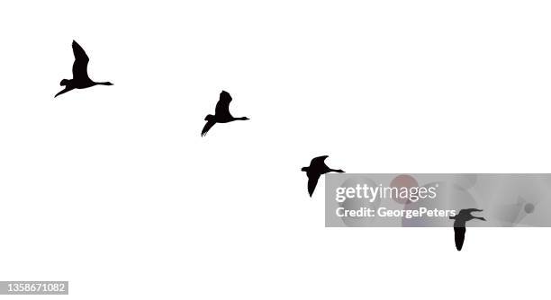 canada geese flying in v-formation - lake waterfowl stock illustrations