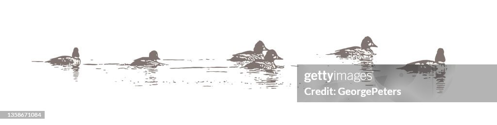 Bufflehead ducks swimming