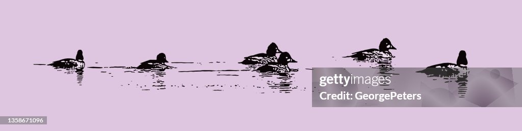 Bufflehead ducks swimming