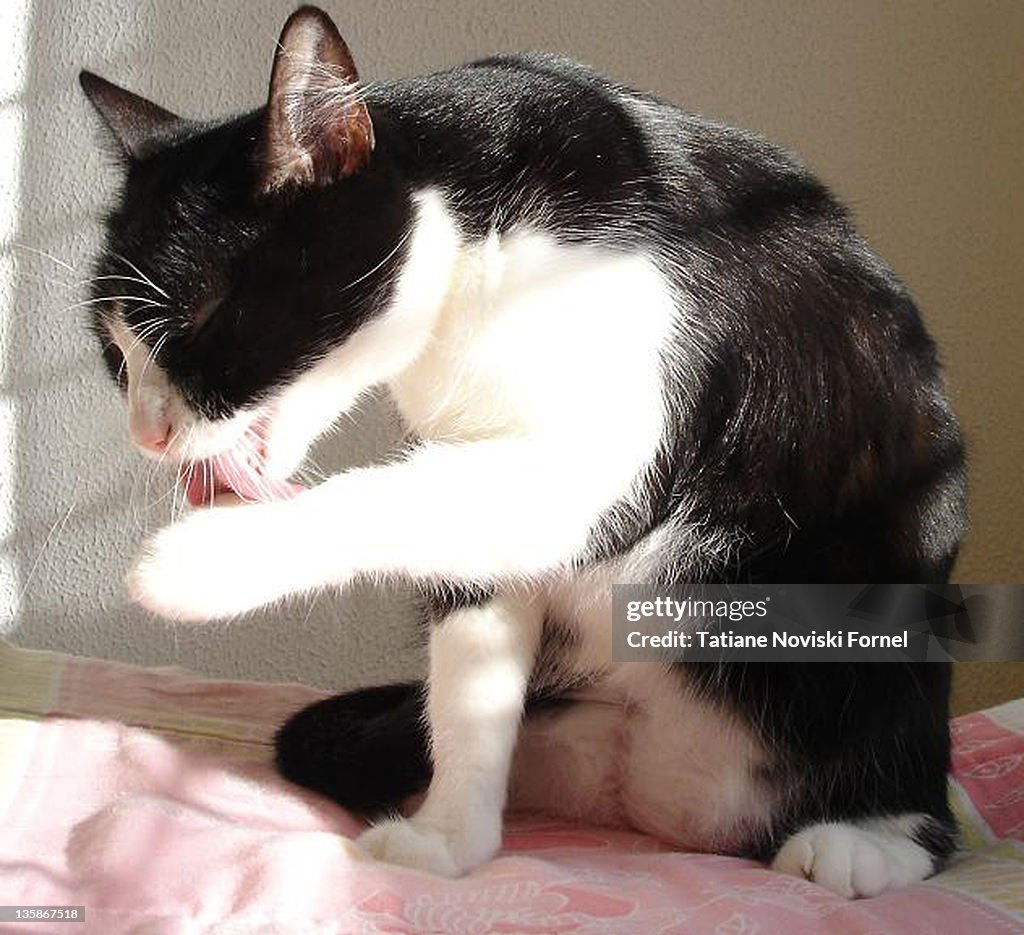 Cat licking its leg