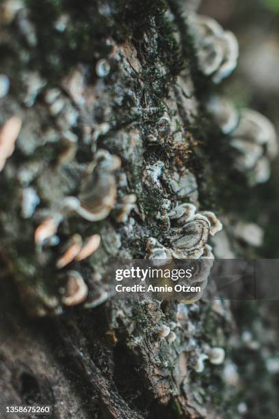 caterpillar hiding under mushrooms - green mushroom stock pictures, royalty-free photos & images