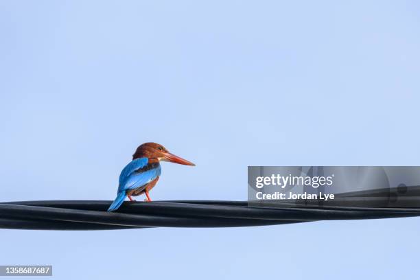 white-throated kingfisher perching on cable - cinclus cinclus stock pictures, royalty-free photos & images
