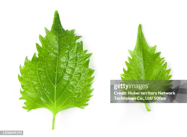 green perilla leaves on a white background - shiso stock pictures, royalty-free photos & images