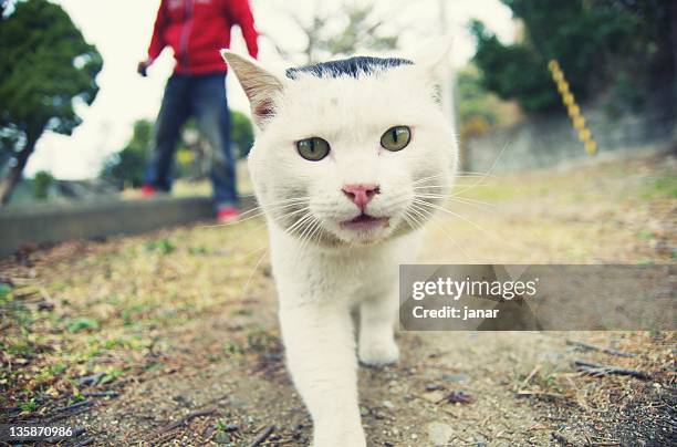 white cat - saijo ehime stock pictures, royalty-free photos & images