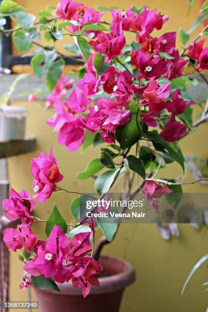 pink bougainvillea blooms/plant in a flower pot/apartment balcony garden - bougainvillea stock pictures, royalty-free photos & images