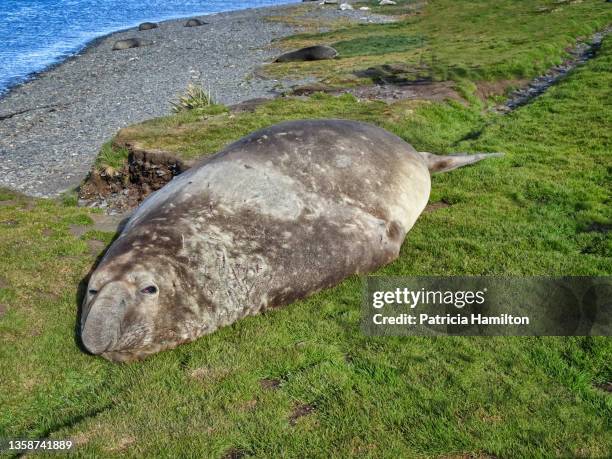 southern elephant seal (mirounga leonina) - südlicher seeelefant stock-fotos und bilder