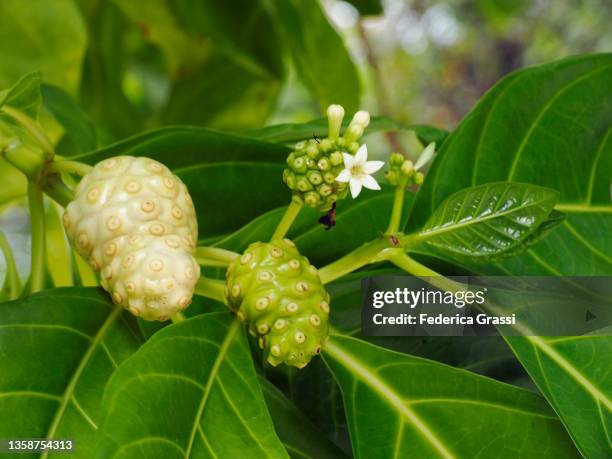 detail of - morinda citrifolia stock pictures, royalty-free photos & images