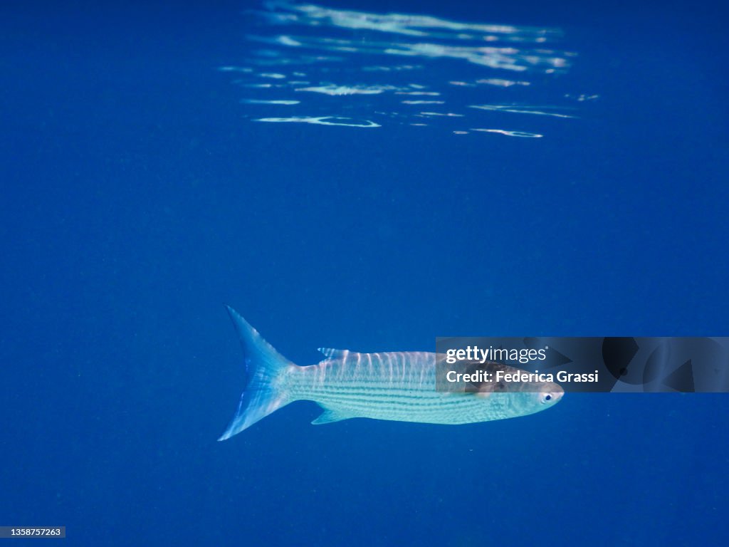 Mackerel in Maldivian Lagoon