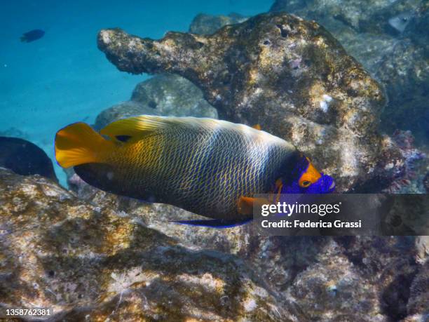 yellowface angelfish (pomacanthus xanthometopon) on maldivian coral reef - pomacanthus xanthometopon stock pictures, royalty-free photos & images