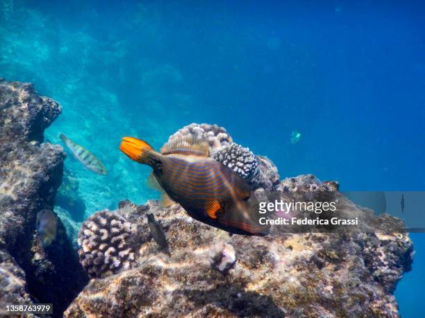 orange-lined triggerfish or orange-striped triggerfish (balistapus undulatus), maldives - male maldives stock-fotos und bilder