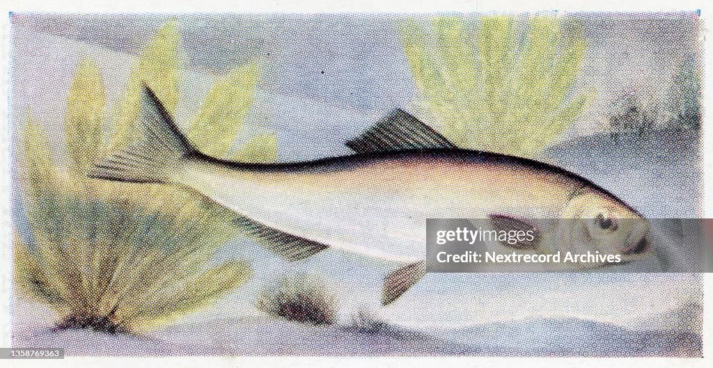 Collectible trade card, Sprat, the Fish We Eat series, 1954