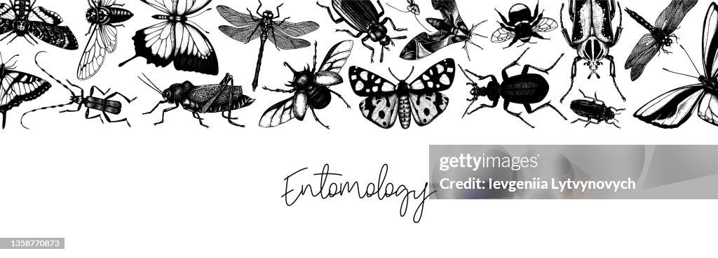 Vector Insects Banner High-Res Vector Graphic - Getty Images