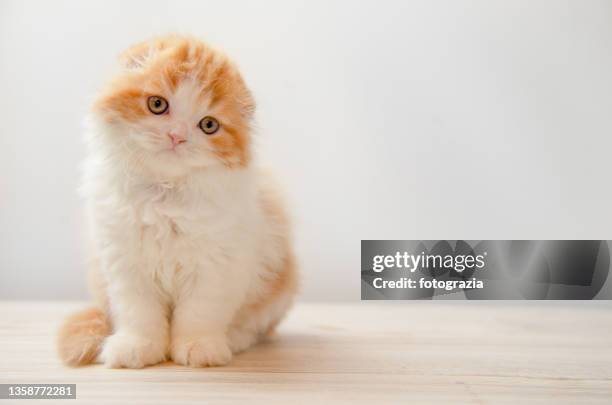 scottish fold breed red white cute little kitty - schotse-vouwoorkat stockfoto's en -beelden