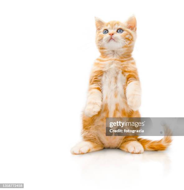 funny scottish breed little red color kitten - pet sitting stock pictures, royalty-free photos & images