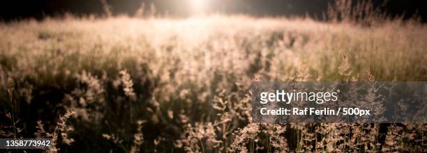 grasland,close-up of wheat field,aarschot,belgium - landschap natuur ストックフォトと画像