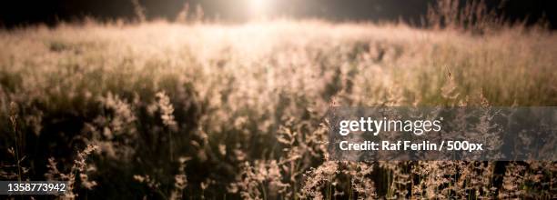 grasland,close-up of wheat field,aarschot,belgium - landschap natuur 個照片及圖片檔