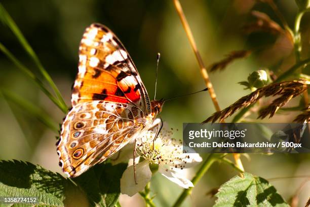 butterfly,close-up of butterfly pollinating on flower - painted lady butterfly stock pictures, royalty-free photos & images