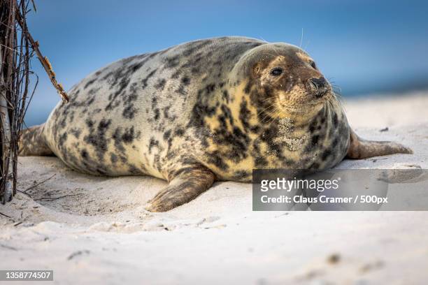 gray seal enjoying the sun,close-up of seal on rock at beach,helgoland,germany - kegelrobbe stock pictures, royalty-free photos & images