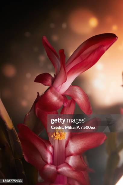 schlumbergera truncata,close-up of red flowering plant - schlumbergera truncata stock pictures, royalty-free photos & images