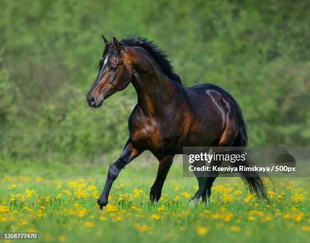 bay horse free running in meadow in yellow flowers - friesian horse stock pictures, royalty-free photos & images