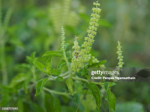 thai holy basil ocimum tenuiflorum sanctum or tulsi kaphrao holy basil is an erect, many branched subshrub, 30 to 60 cm tall with hairy stems leaves are green vegetable with flower blooming in garden on nature background - tulsi stock pictures, royalty-free photos & images