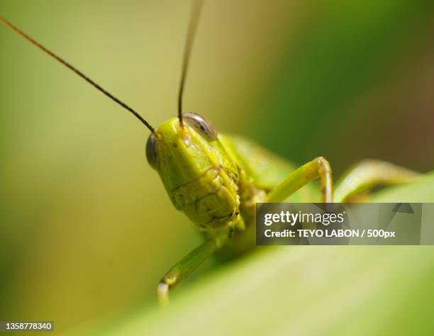 grasshopper,close-up of insect on leaf - grasshopper stock pictures, royalty-free photos & images
