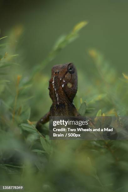 lizard,close-up of chameleon on plant - reptilian brain stock pictures, royalty-free photos & images