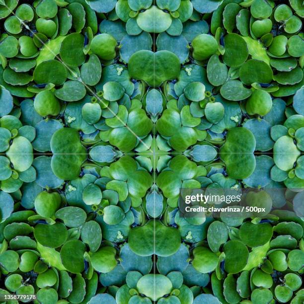 caleidoscopio,full frame shot of lily pads in lake - caleidoscopio stock-fotos und bilder