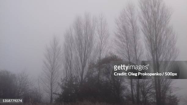 morning fog in the countryside,trees on field against sky during winter - oleg prokopenko fotografías e imágenes de stock