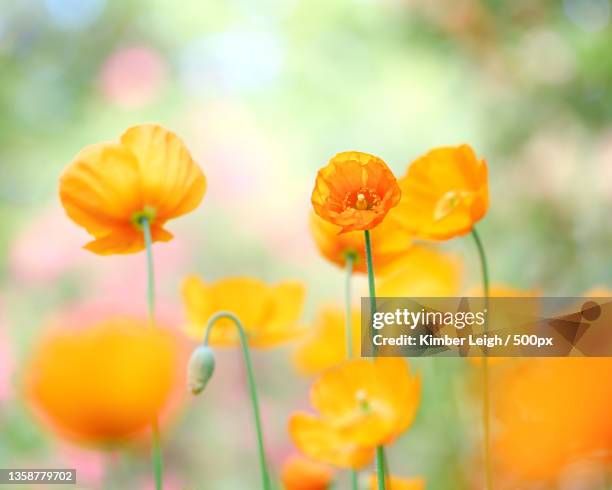 parade of poppies,close-up of yellow flowering plant on field - poppy plant stock-fotos und bilder
