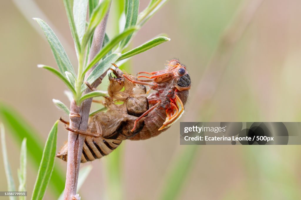 Cicada emerging,Close-up of insect on plant,Utah,United States,USA
