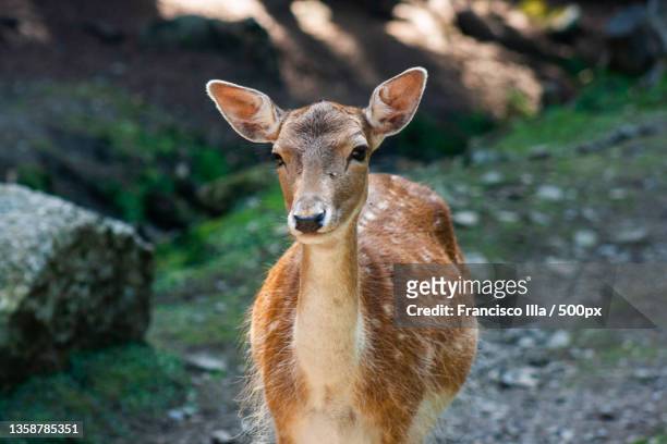 gamo hembra aran park,portrait of deer standing on field,spain - doe stock pictures, royalty-free photos & images