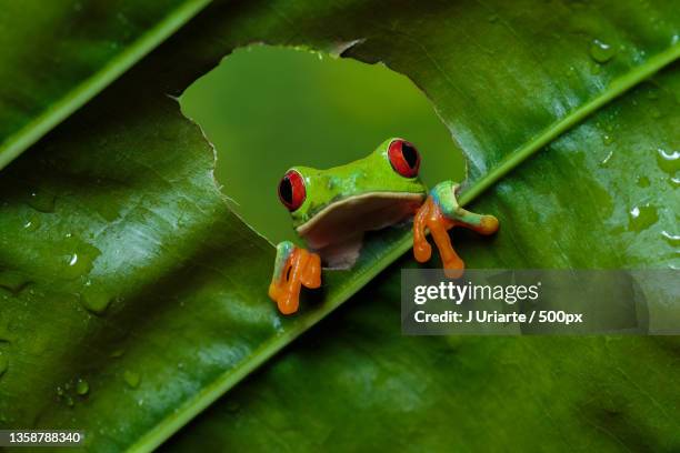 red-eyed tree frog,close-up of red on leaf,costa rica - frosch stock-fotos und bilder
