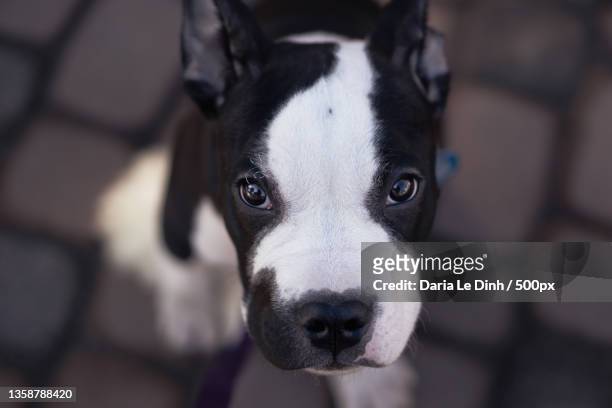 groszek - puppy amstaff,close-up portrait of pit bull terrier,poland - american pit bull terrier stock pictures, royalty-free photos & images